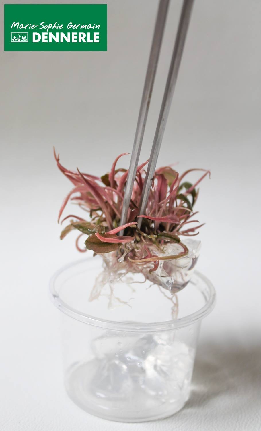 Dennerle plant photographed by Marie-Sophie Germain