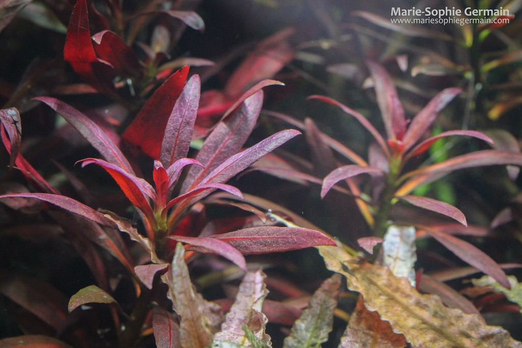 Dennerle / The Danish Style Aquarium by Marie-Sophie Germain