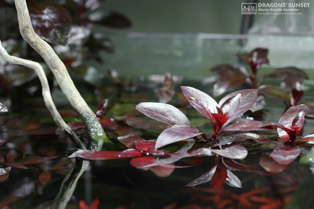 Dennerle / The Danish Style Aquarium by Marie-Sophie Germain