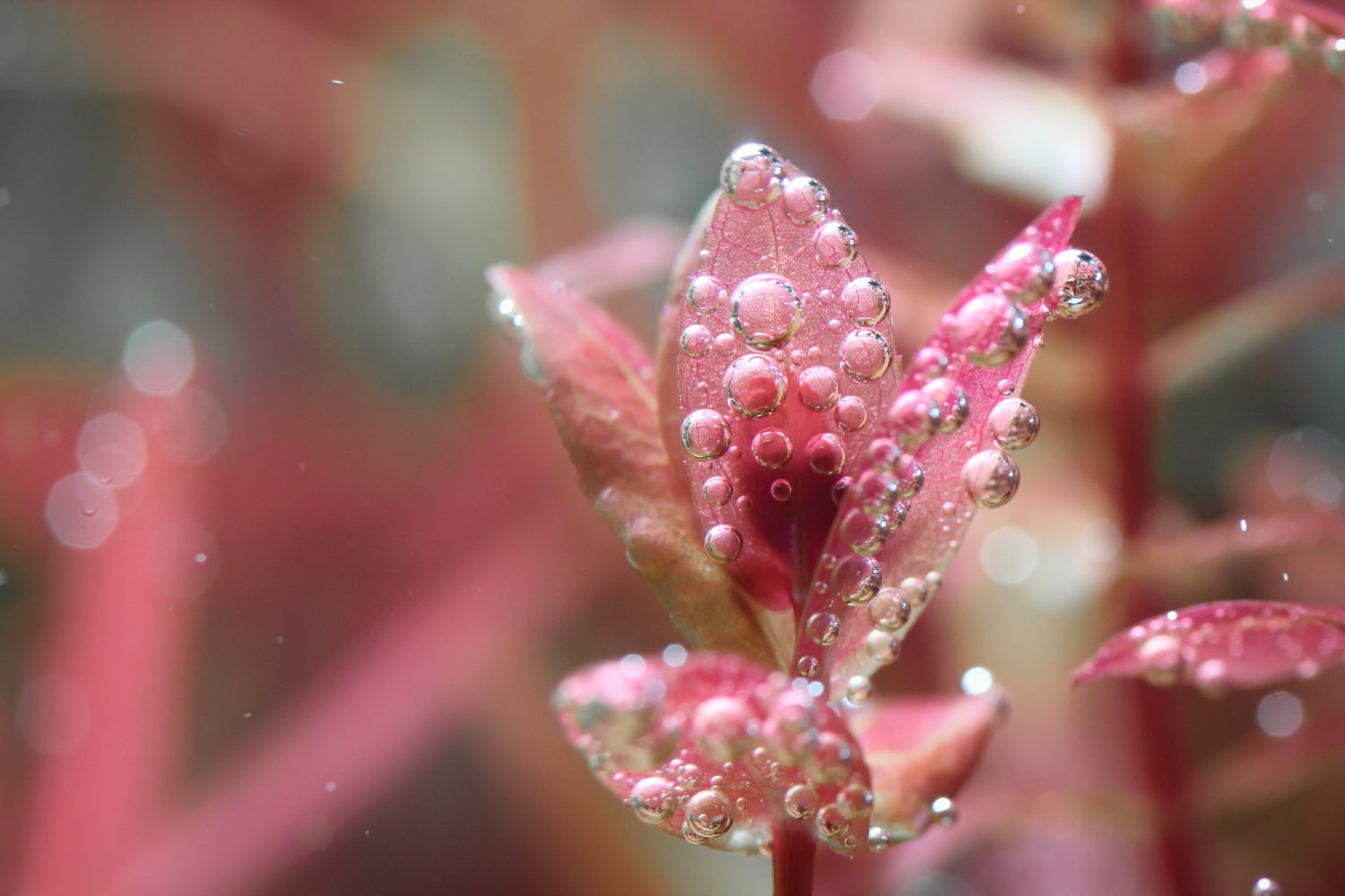 CREATIVE REPRESENTATION: The Danish Style Aquarium