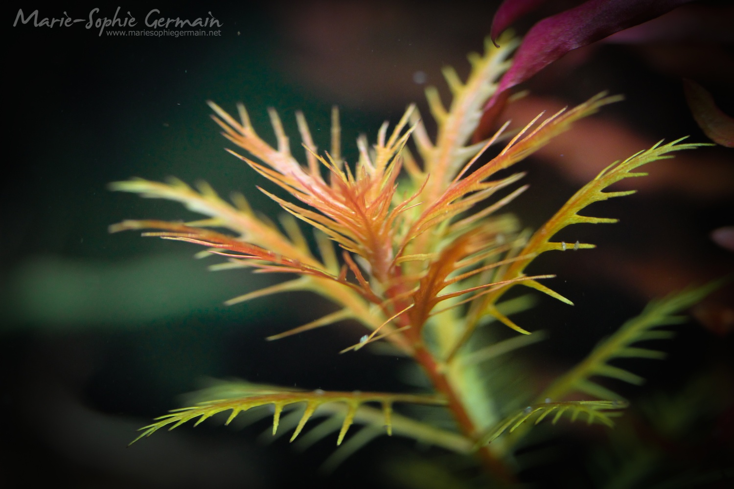 Dennerle / The Danish Style Aquarium by Marie-Sophie Germain