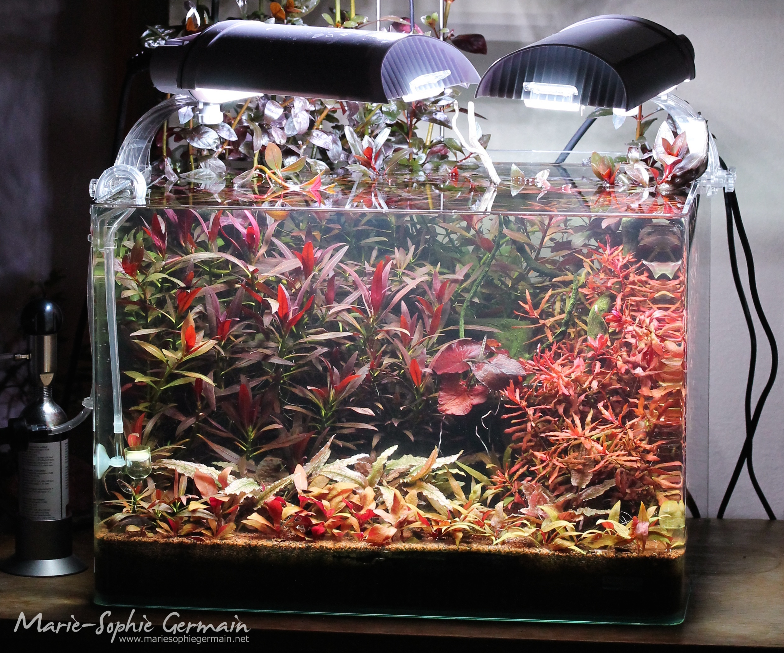 Dennerle / The Danish Style Aquarium by Marie-Sophie Germain