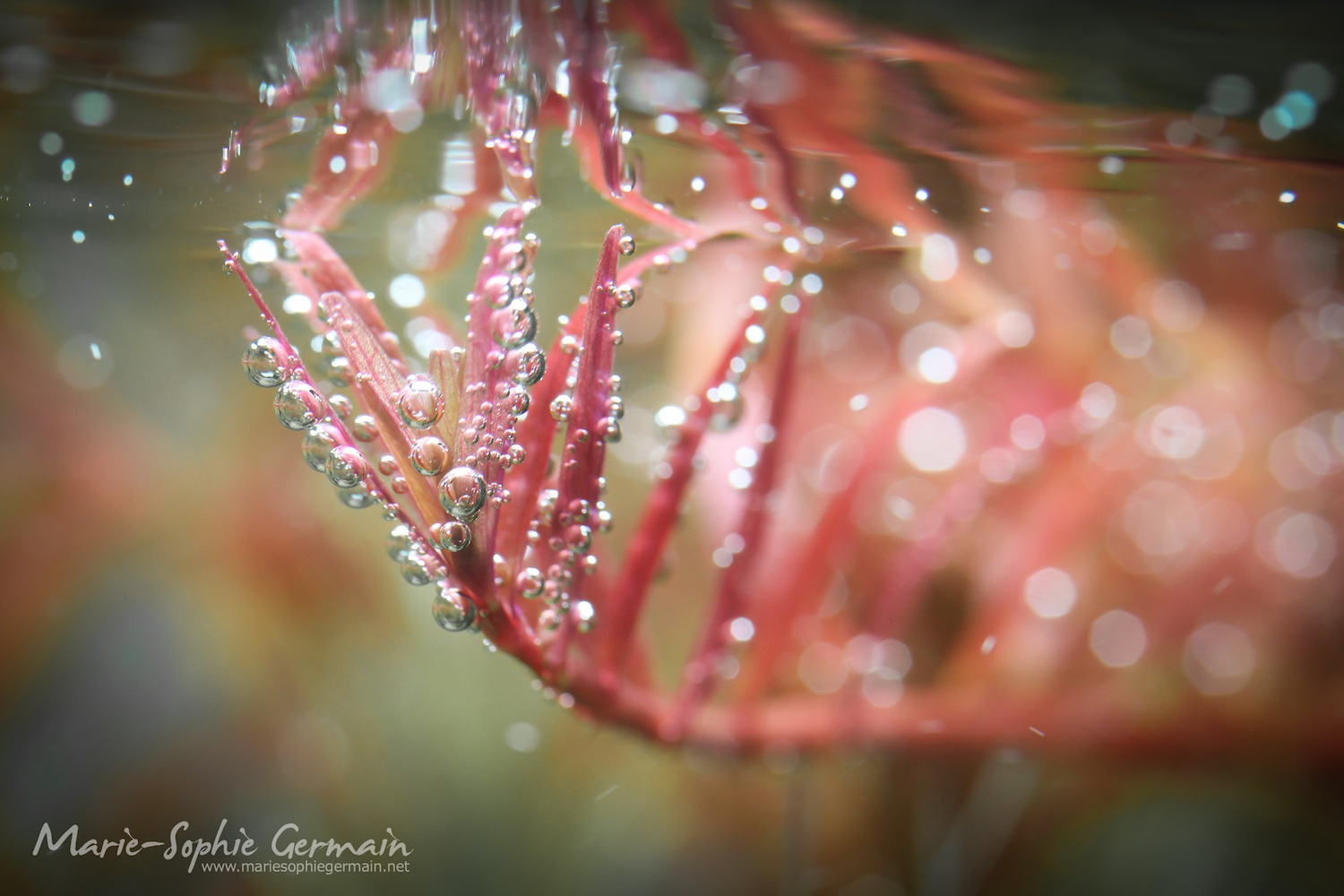 Dennerle / The Danish Style Aquarium by Marie-Sophie Germain