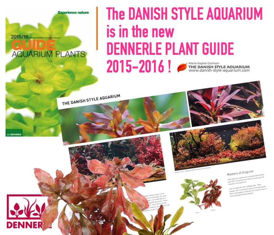 Dennerle Plant Guide 2025-2026 / Danish Style Aquarium by Marie-Sophie Germain