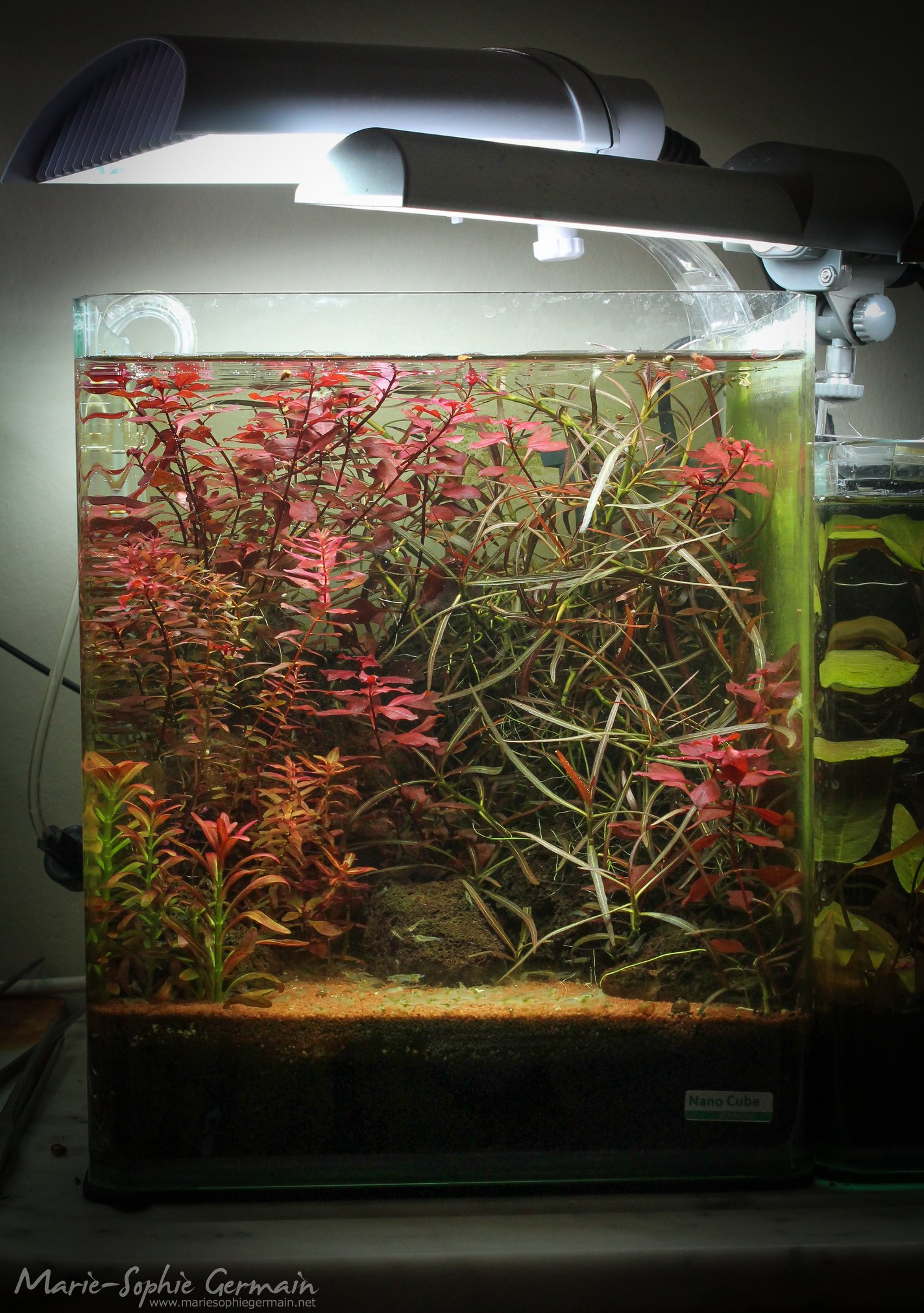 Dennerle / The Danish Style Aquarium by Marie-Sophie Germain