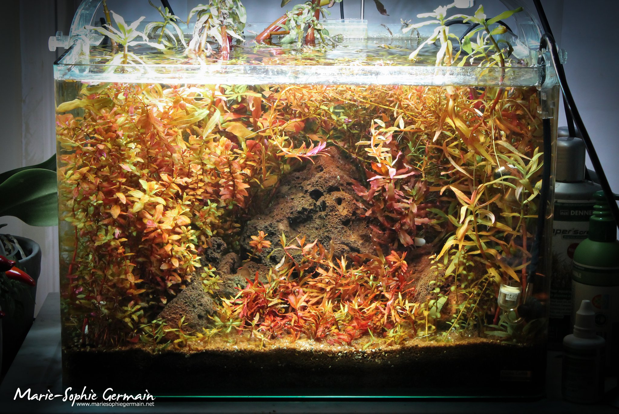 Dennerle / The Danish Style Aquarium by Marie-Sophie Germain