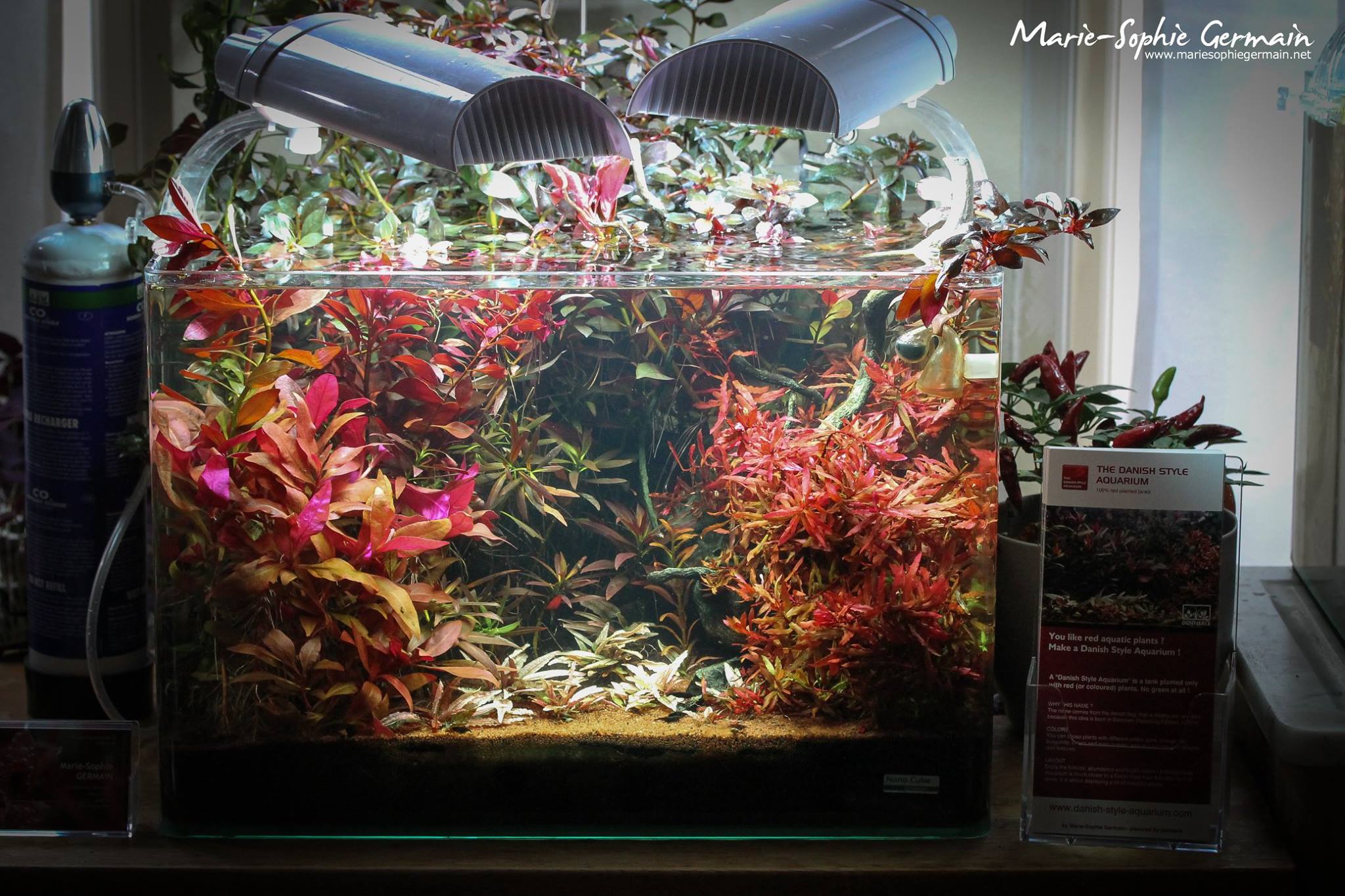 Dennerle / The Danish Style Aquarium by Marie-Sophie Germain