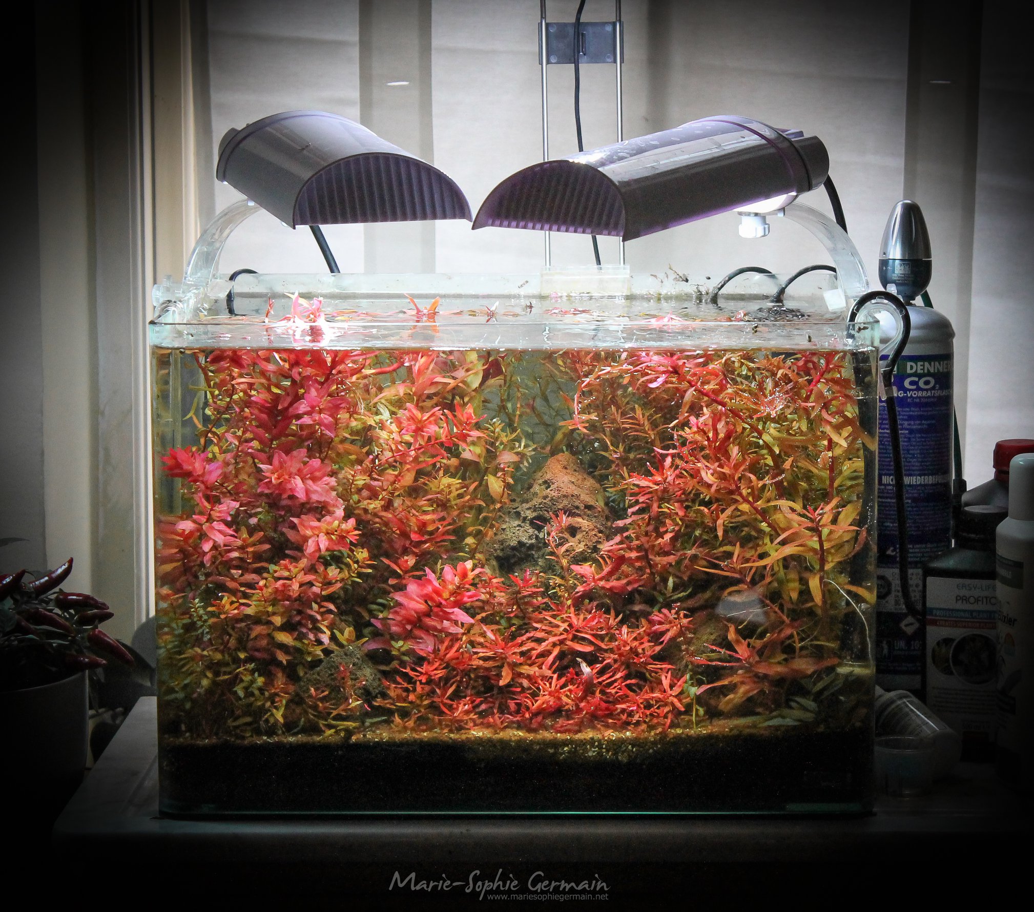 Dennerle / The Danish Style Aquarium by Marie-Sophie Germain