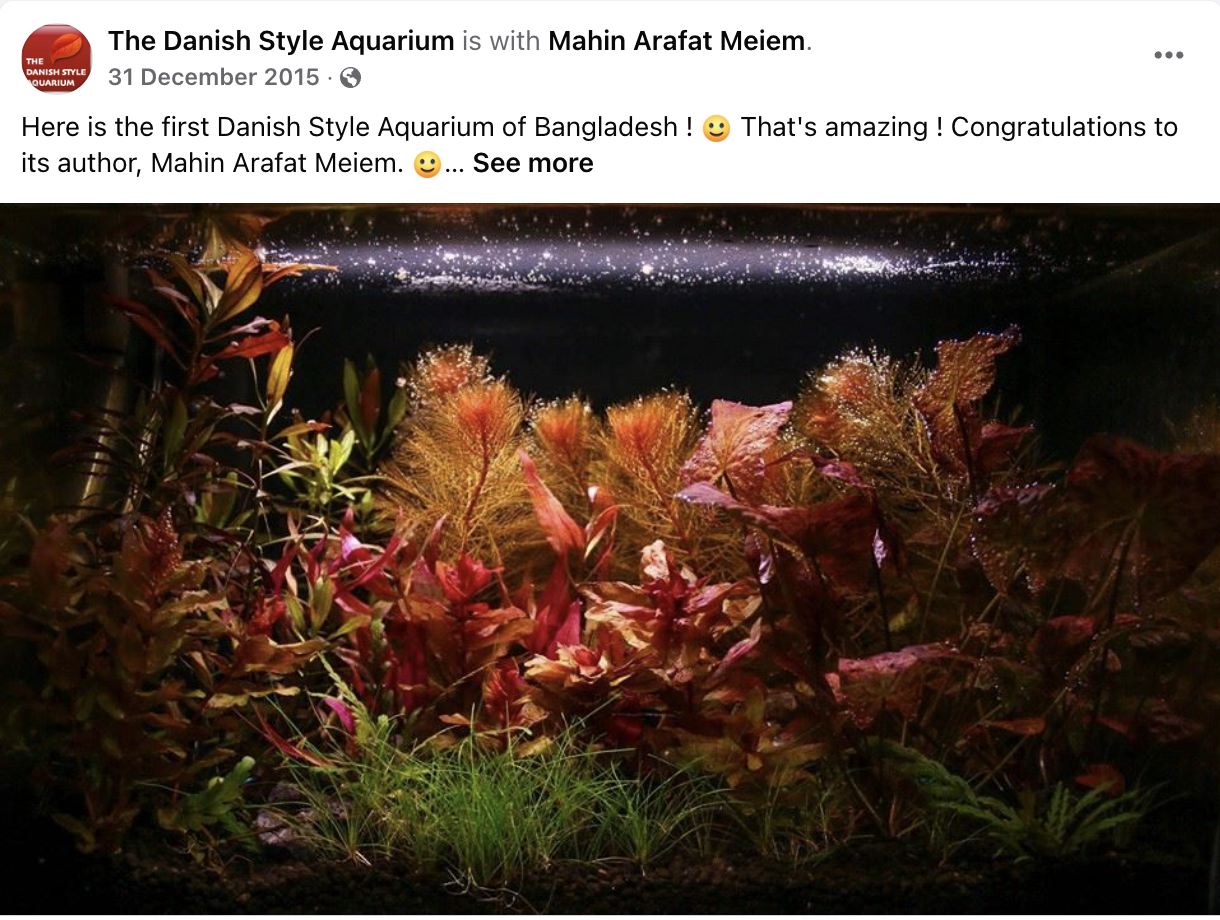Danish Style Aquarium by a fan in Bangladesh
