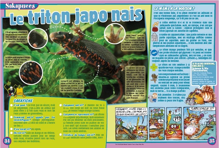 Le triton japonais, pet care article by Marie-Sophie Germain