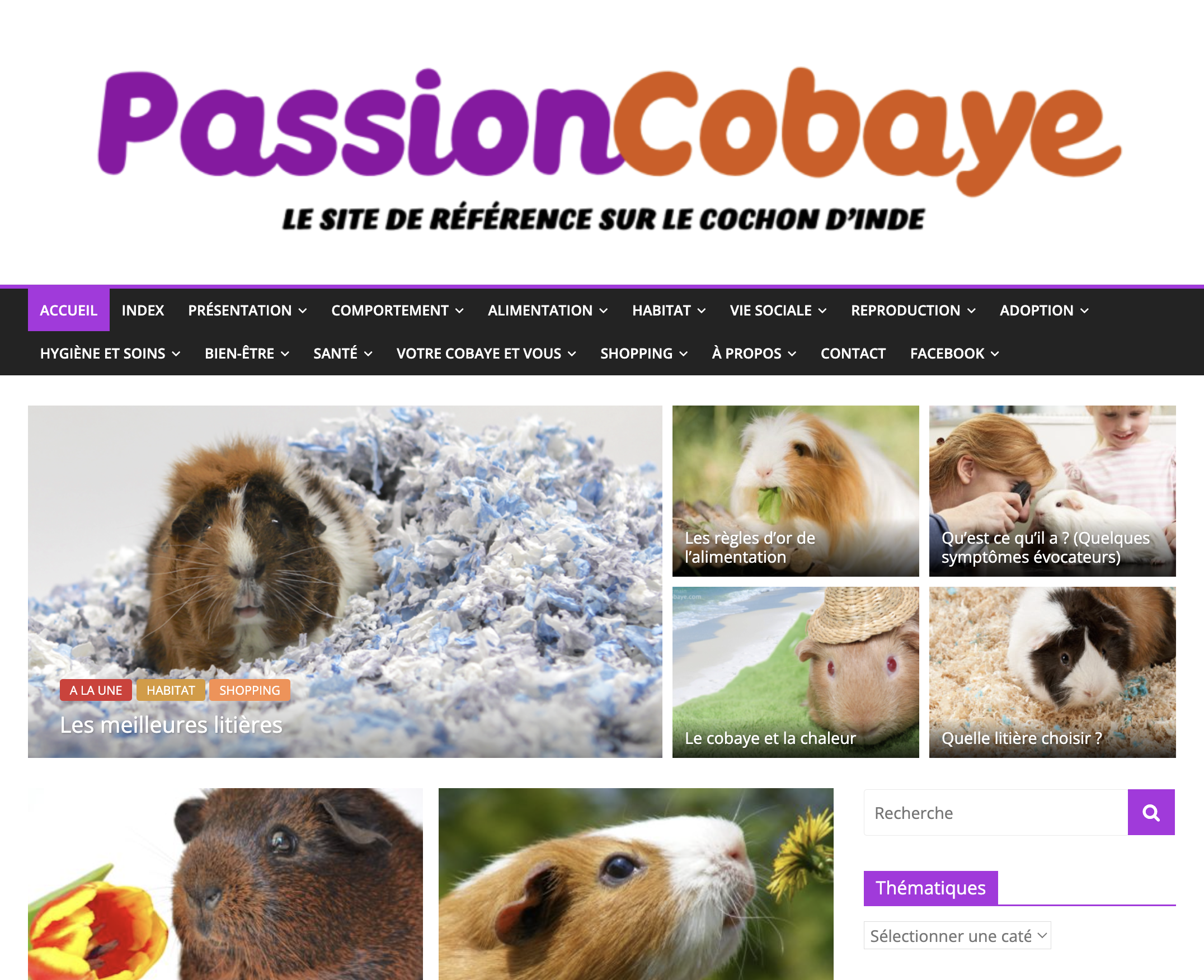 Passion Cobaye, pet blog by by Marie-Sophie Germain