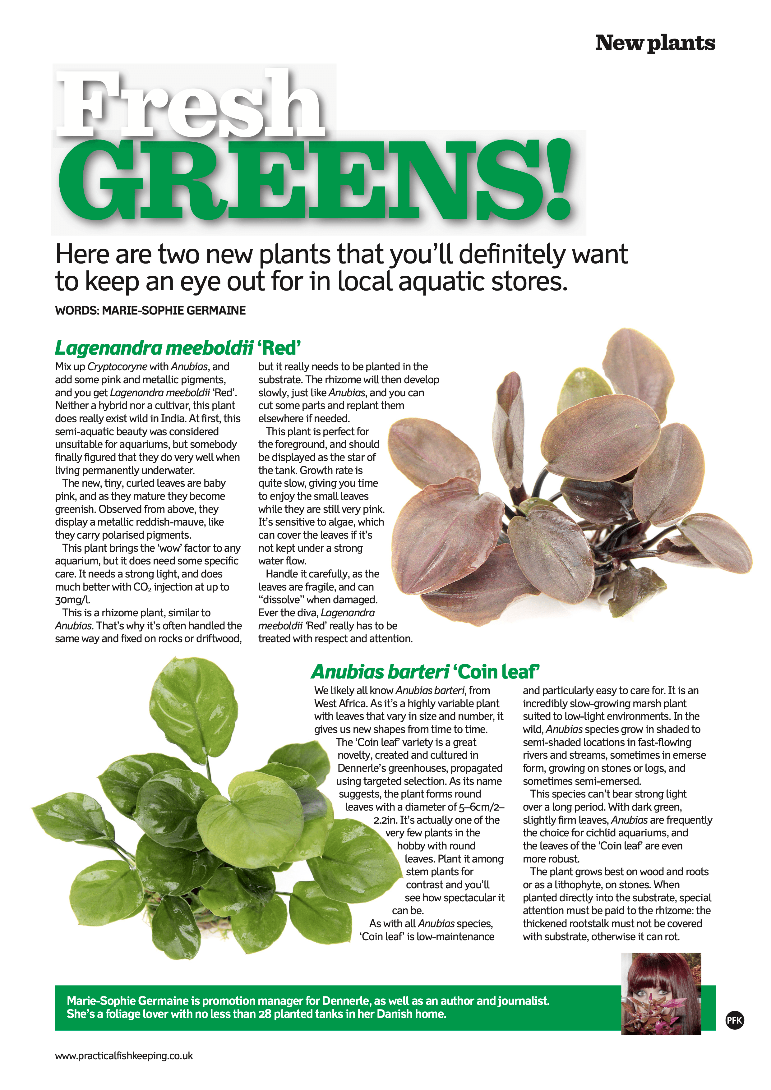 Practical Fishkeeping - aquaristic article by Marie-Sophie Germain