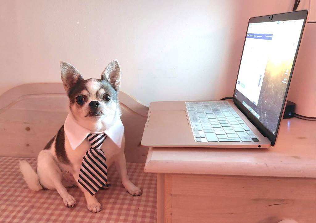 Paws and Productivity: Why My Doggies Are the Best&nbsp;Co-Workers